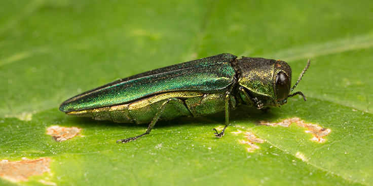 Emerald ash borer, invasive species and destroyer of ash forests